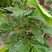 白兰花盆栽植物室内四季浓香型黄角兰树苗带花阳台庭院大型绿