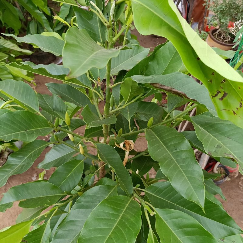 白兰花盆栽植物室内四季浓香型黄角兰树苗带花阳台庭院大型绿