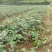优质山豆根苗