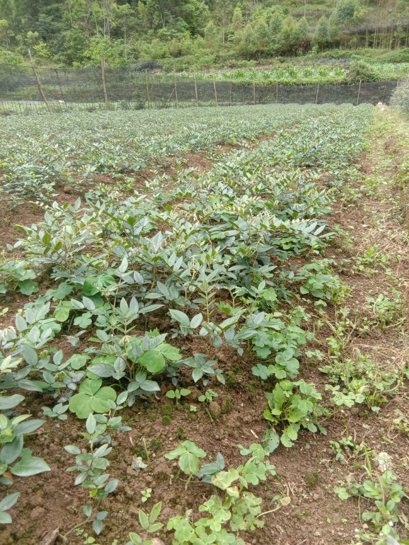 优质山豆根苗