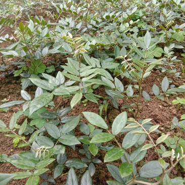 优质山豆根苗