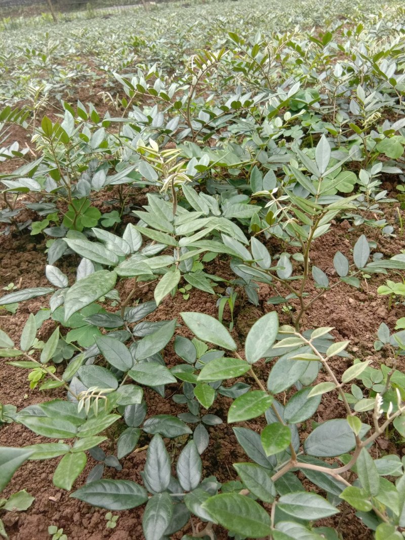 优质山豆根苗