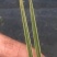 蕙兰红香妃边草