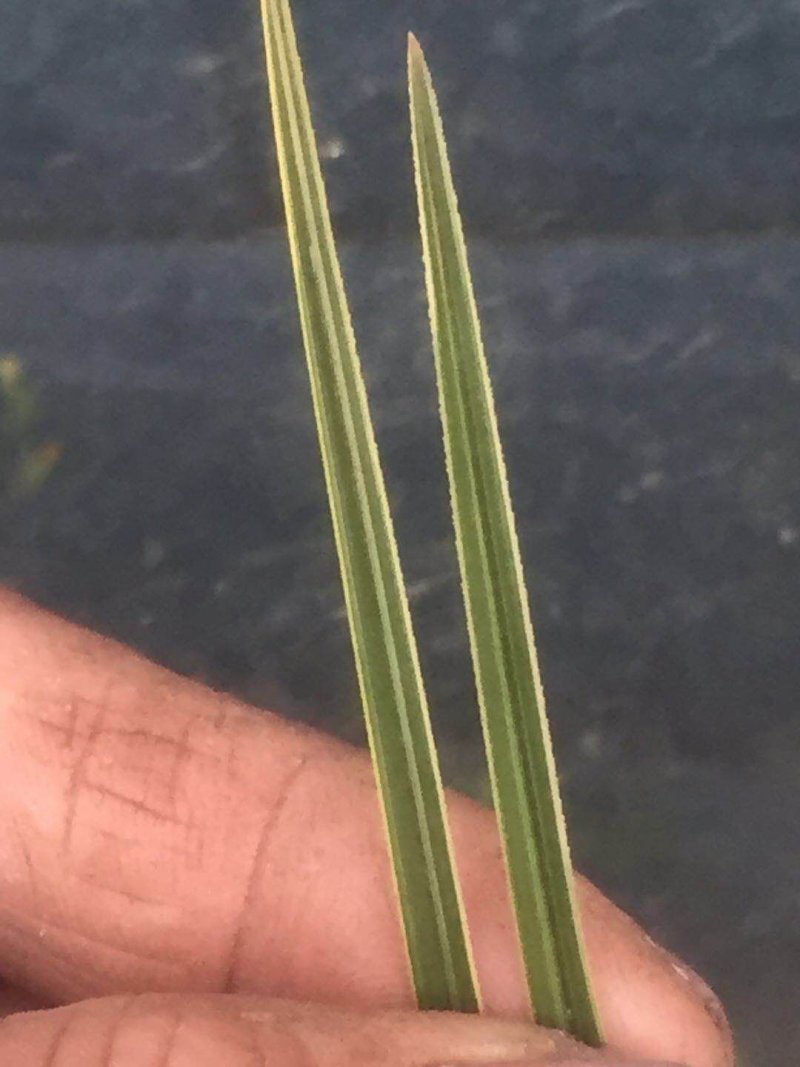 蕙兰红香妃边草