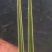 蕙兰红香妃边草