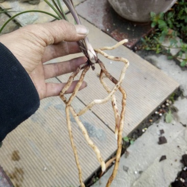 蕙兰红香妃边草