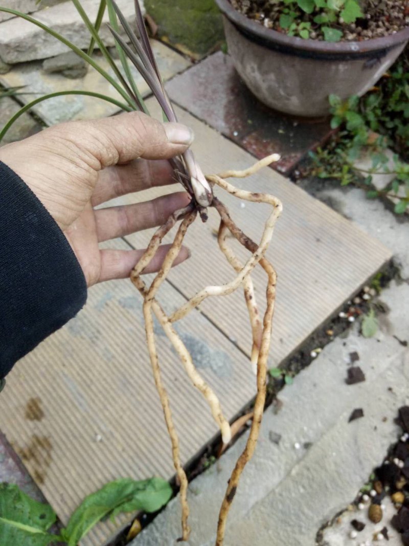蕙兰红香妃边草