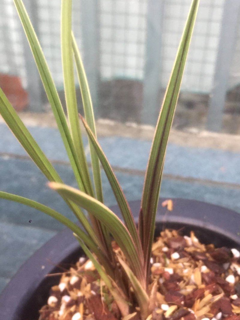蕙兰红香妃边草