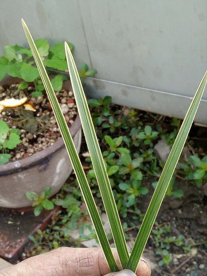 蕙兰红香妃边草