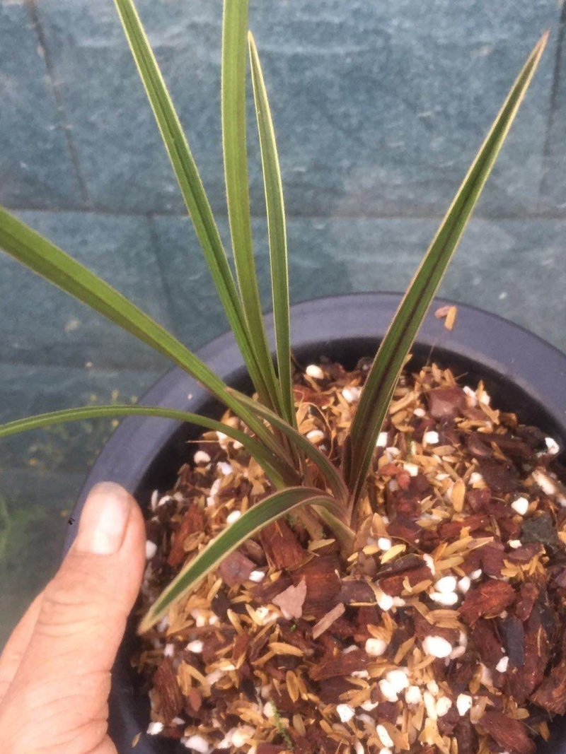 蕙兰红香妃边草