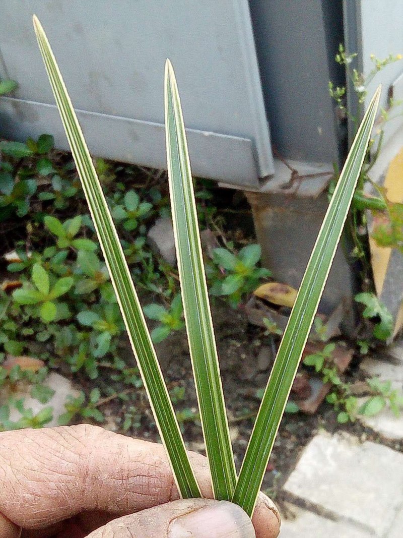 蕙兰红香妃边草