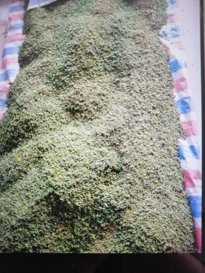 野菊花