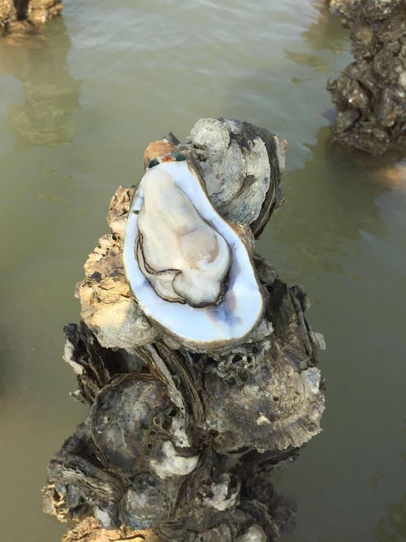 北海生蚝批发