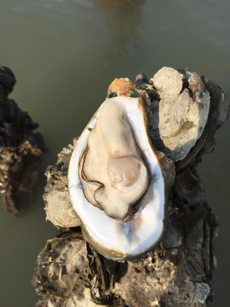 北海生蚝批发
