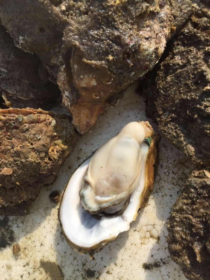 北海生蚝批发