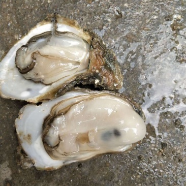 北海生蚝批发