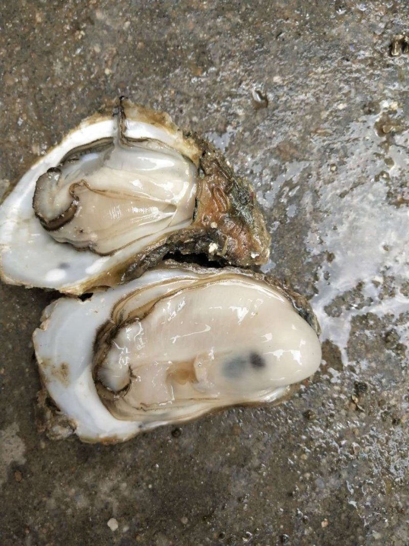 北海生蚝批发