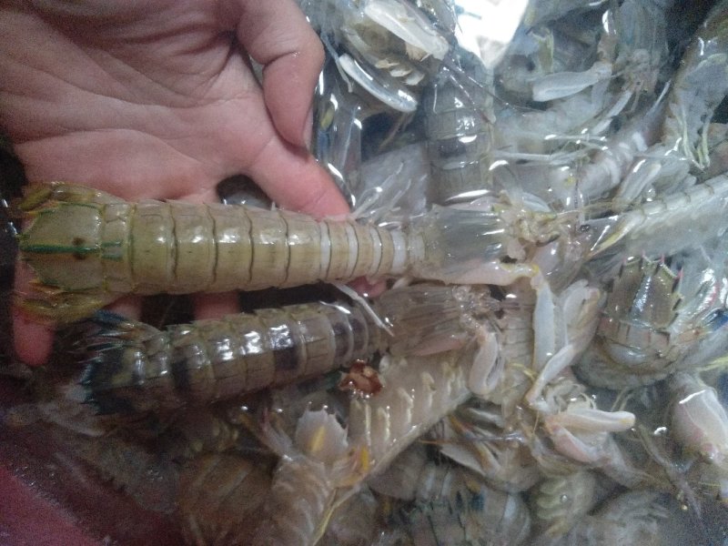 熟蒸皮皮虾
