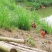 山下放养土鸡