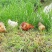 山下放养土鸡