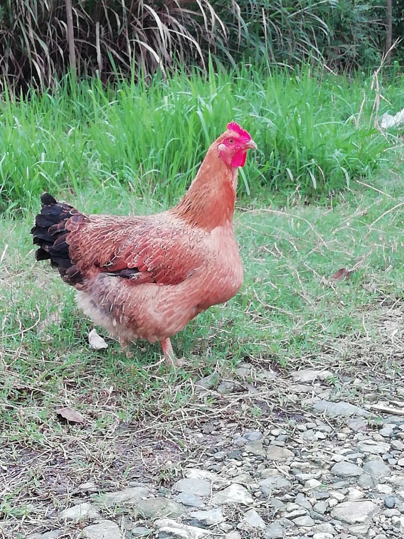 山下放养土鸡