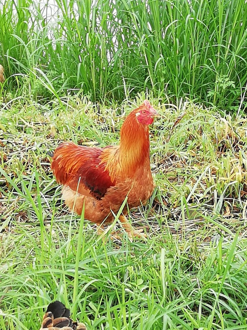 山下放养土鸡