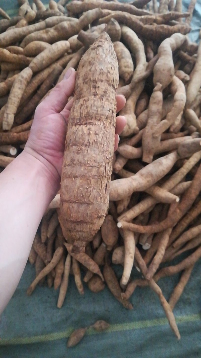 野生牛大力