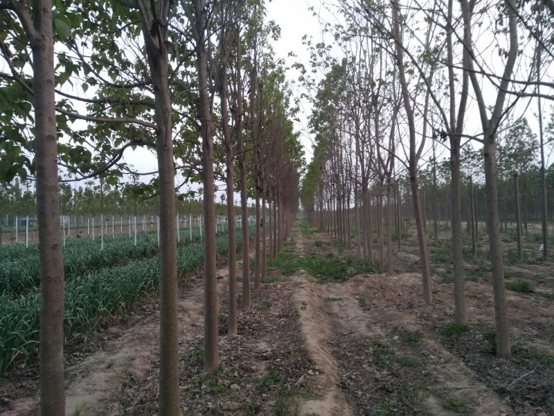 河南楸树基地农户直销现场选苗成活率保证规格齐全价格便宜