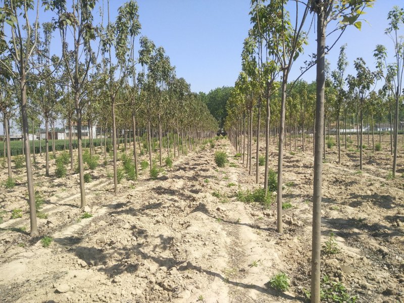 河南楸树基地农户直销现场选苗成活率保证规格齐全价格便宜