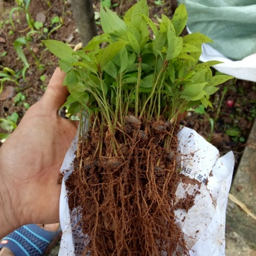 楠木苗金丝楠木小苗