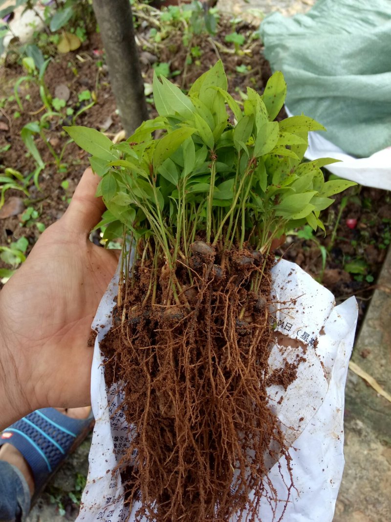 楠木苗金丝楠木小苗