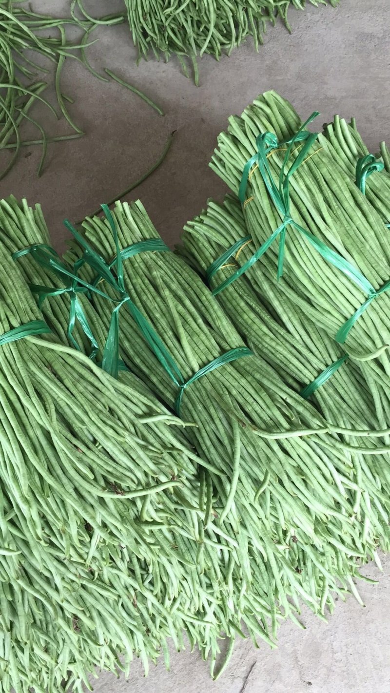 豆角青瓜苦瓜茄子香芋南瓜产地直销支持批发6月份上市