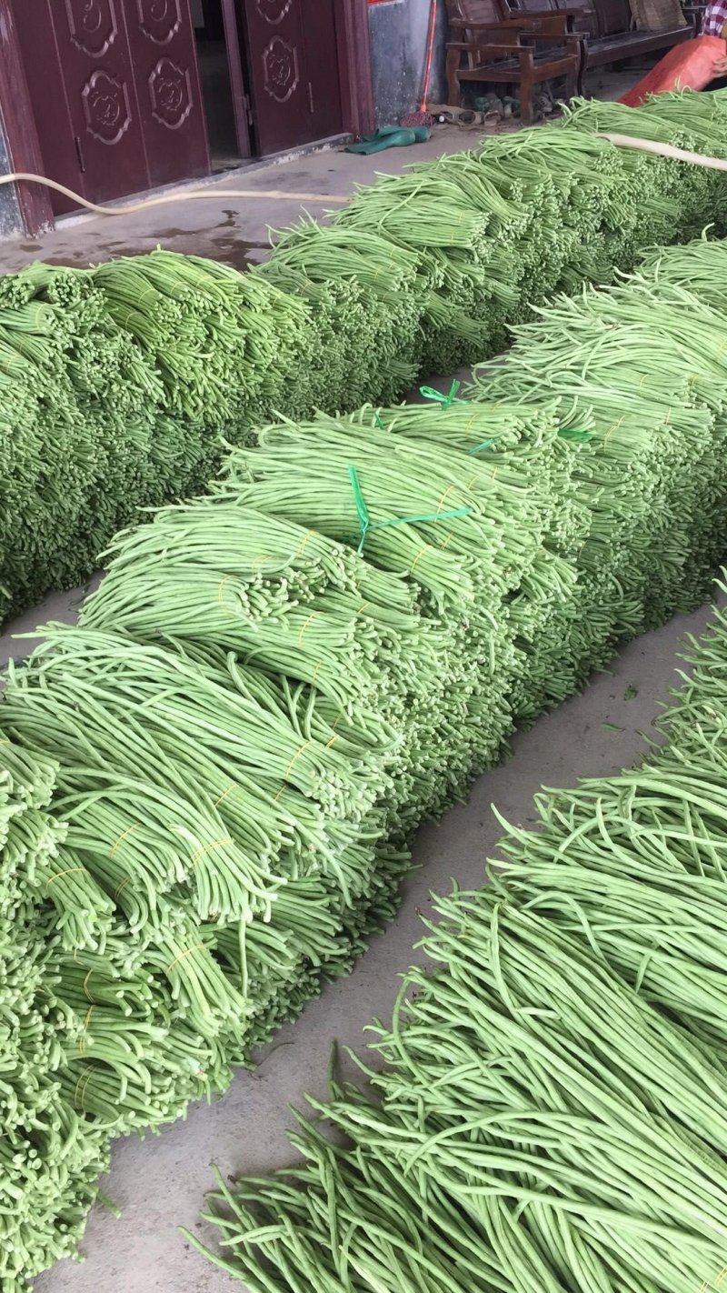 豆角青瓜苦瓜茄子香芋南瓜产地直销支持批发6月份上市