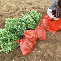 基地直销直立卫毛数量大爬行卫矛需要的联系。