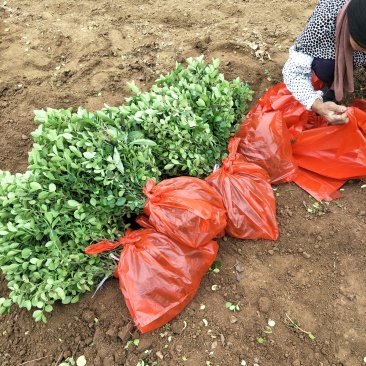 基地直销直立卫毛数量大爬行卫矛需要的联系。