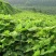 贵州平坝区葛根