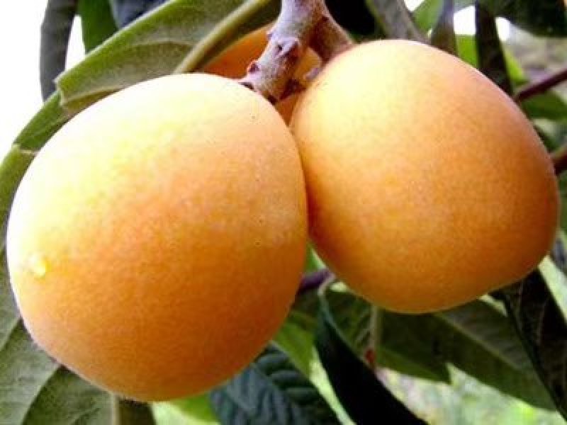 生态枇杷无污染自家手工川贝枇杷膏
