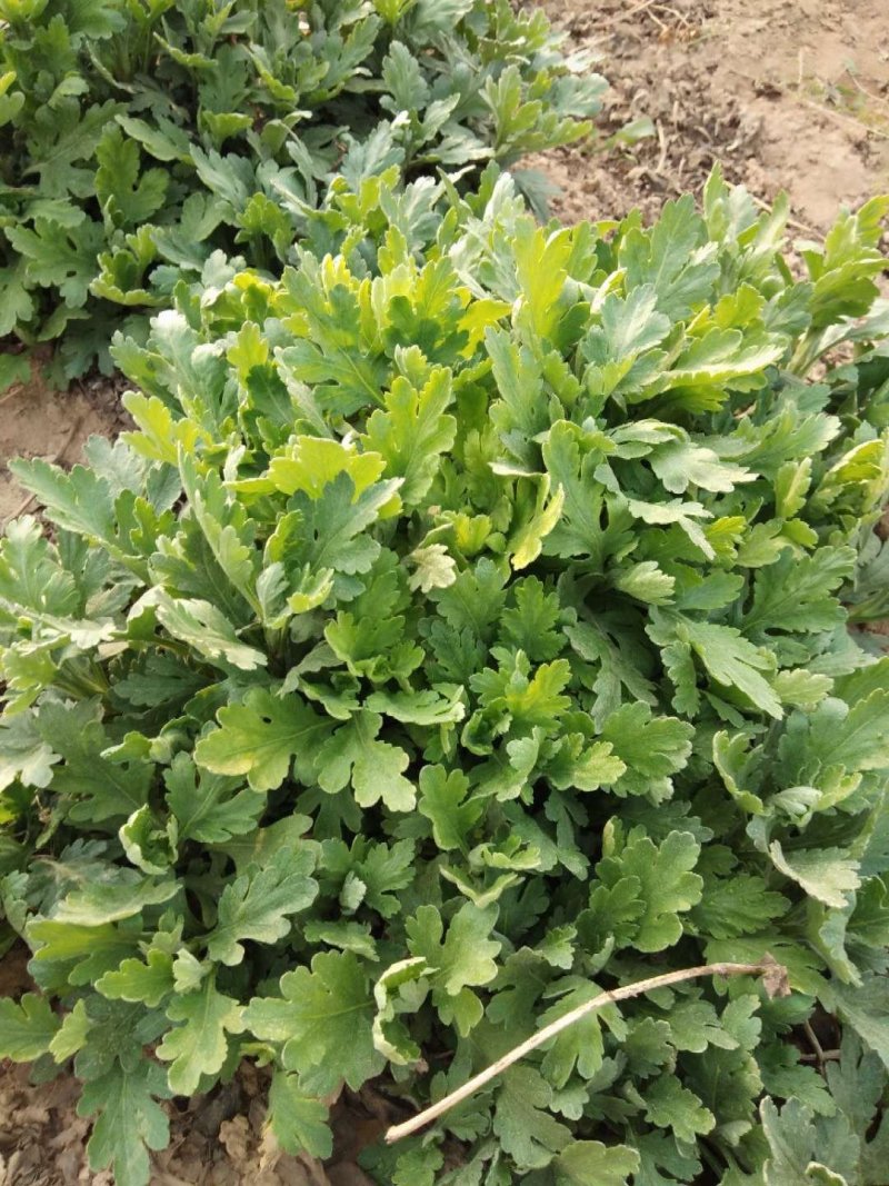 金丝皇菊苗