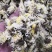 菊花亳菊花安徽1公斤起批无硫无添加不包邮