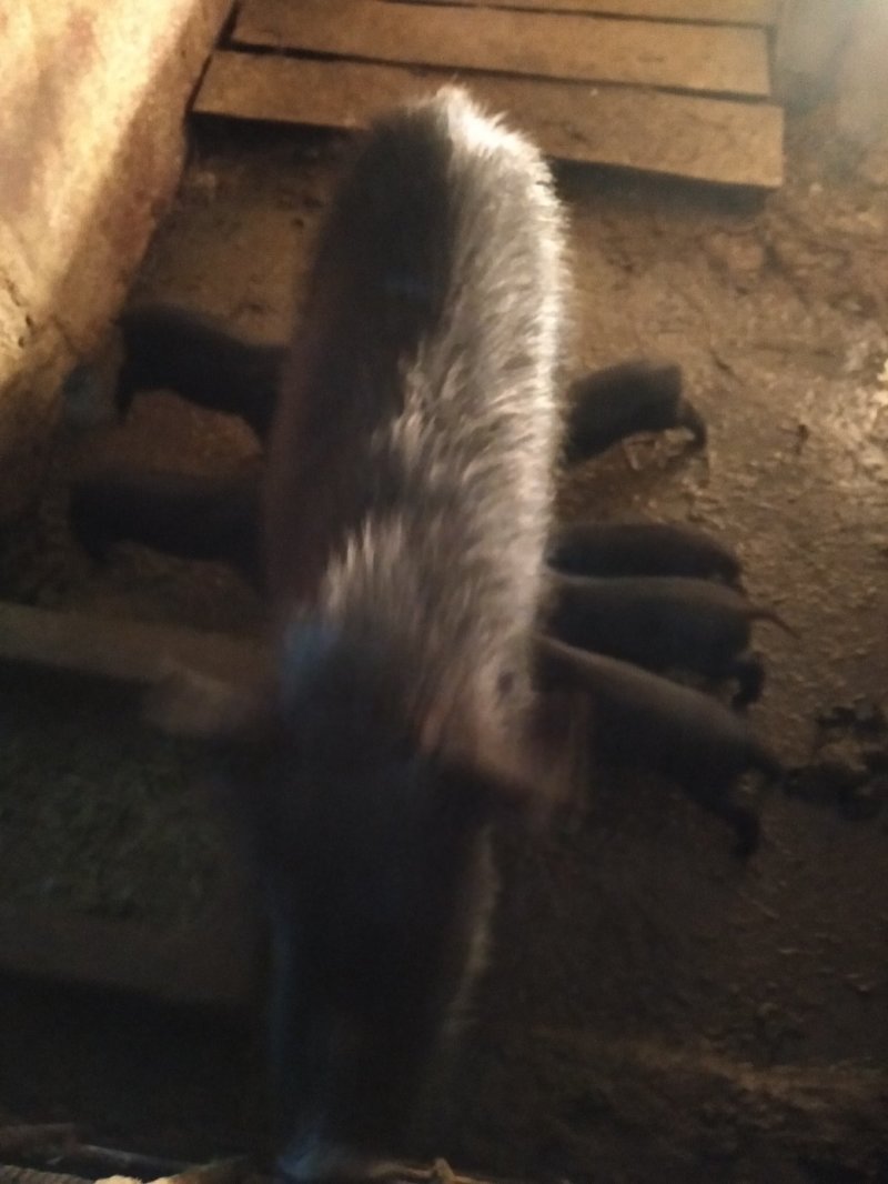 香猪，藏香猪，巴马香猪，从江香猪，香猪肉，