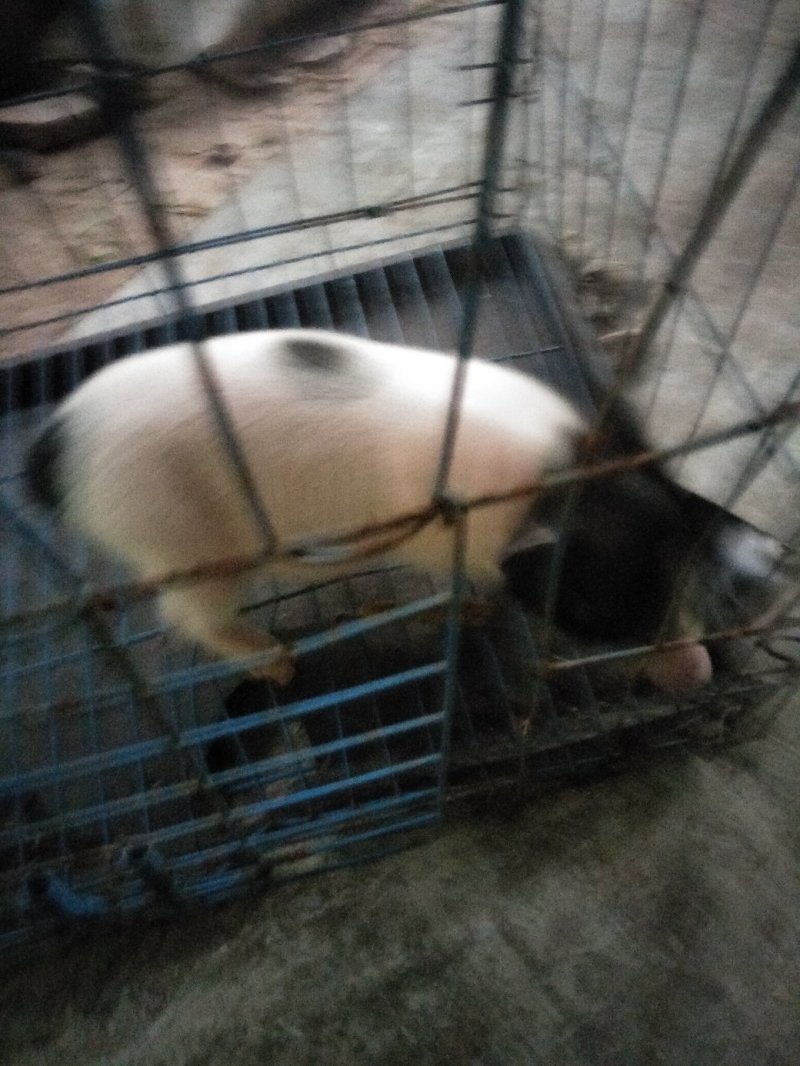 香猪，藏香猪，巴马香猪，从江香猪，香猪肉，