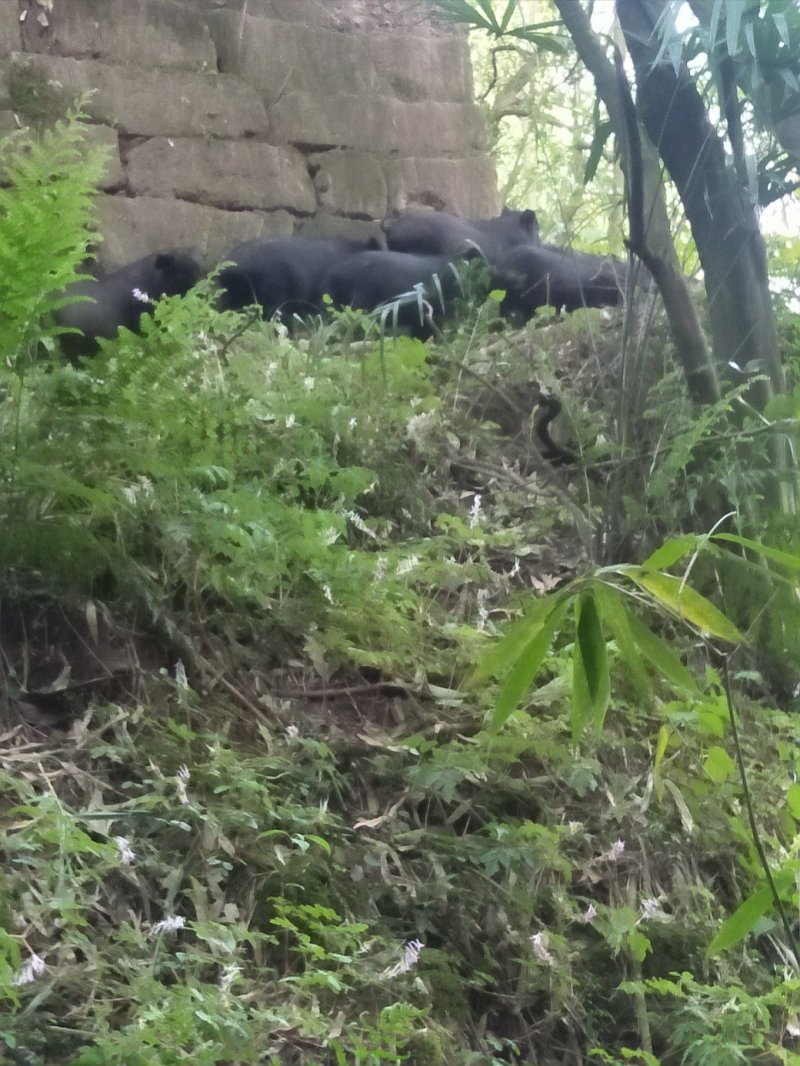 香猪，藏香猪，巴马香猪，从江香猪，香猪肉，