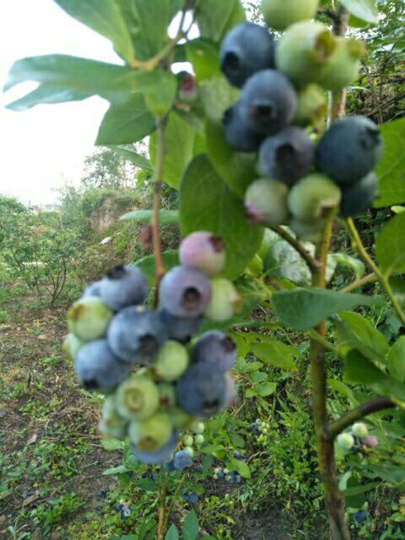 蓝莓，蓝莓鲜果，