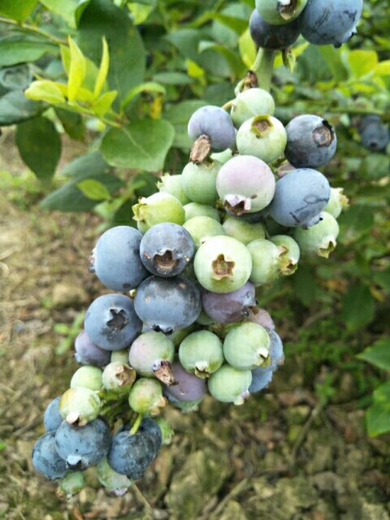 蓝莓，蓝莓鲜果，