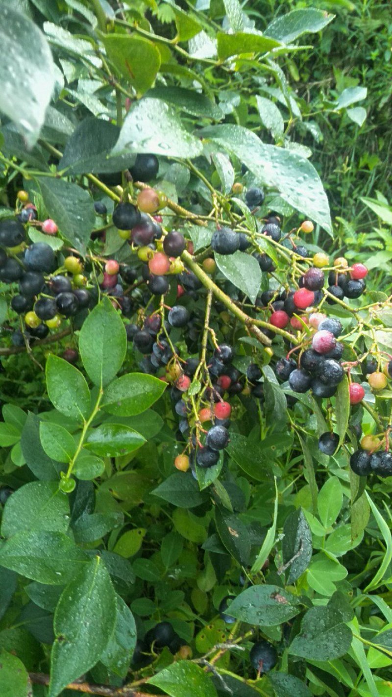 蓝莓，蓝莓鲜果，