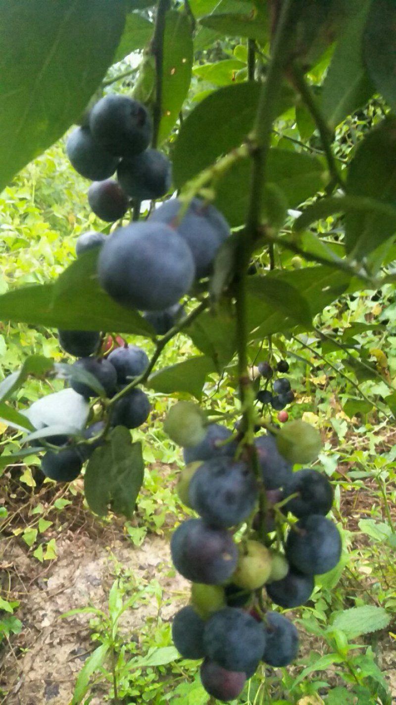 蓝莓，蓝莓鲜果，