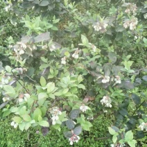 蓝莓，蓝莓鲜果，
