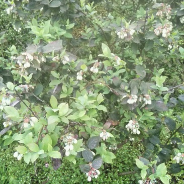 蓝莓，蓝莓鲜果，