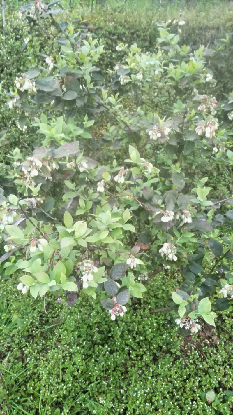 蓝莓，蓝莓鲜果，