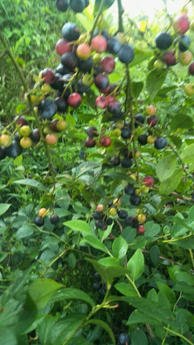蓝莓，蓝莓鲜果，